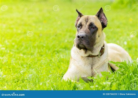 cane corso beige